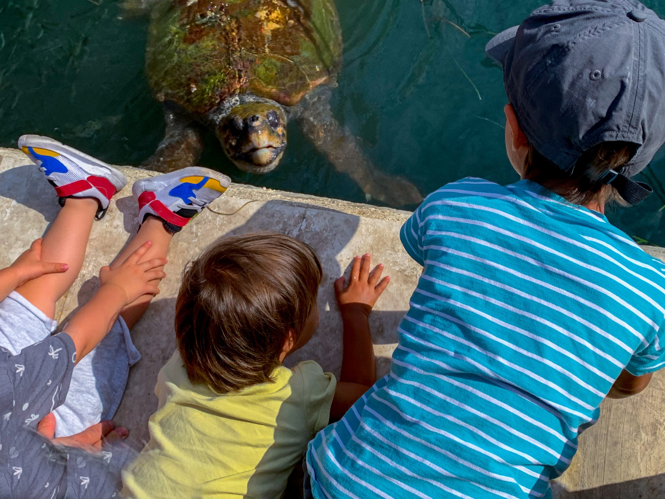Meeresschildkröten Caretta-Caretta (Unechte Karettschildkröten)