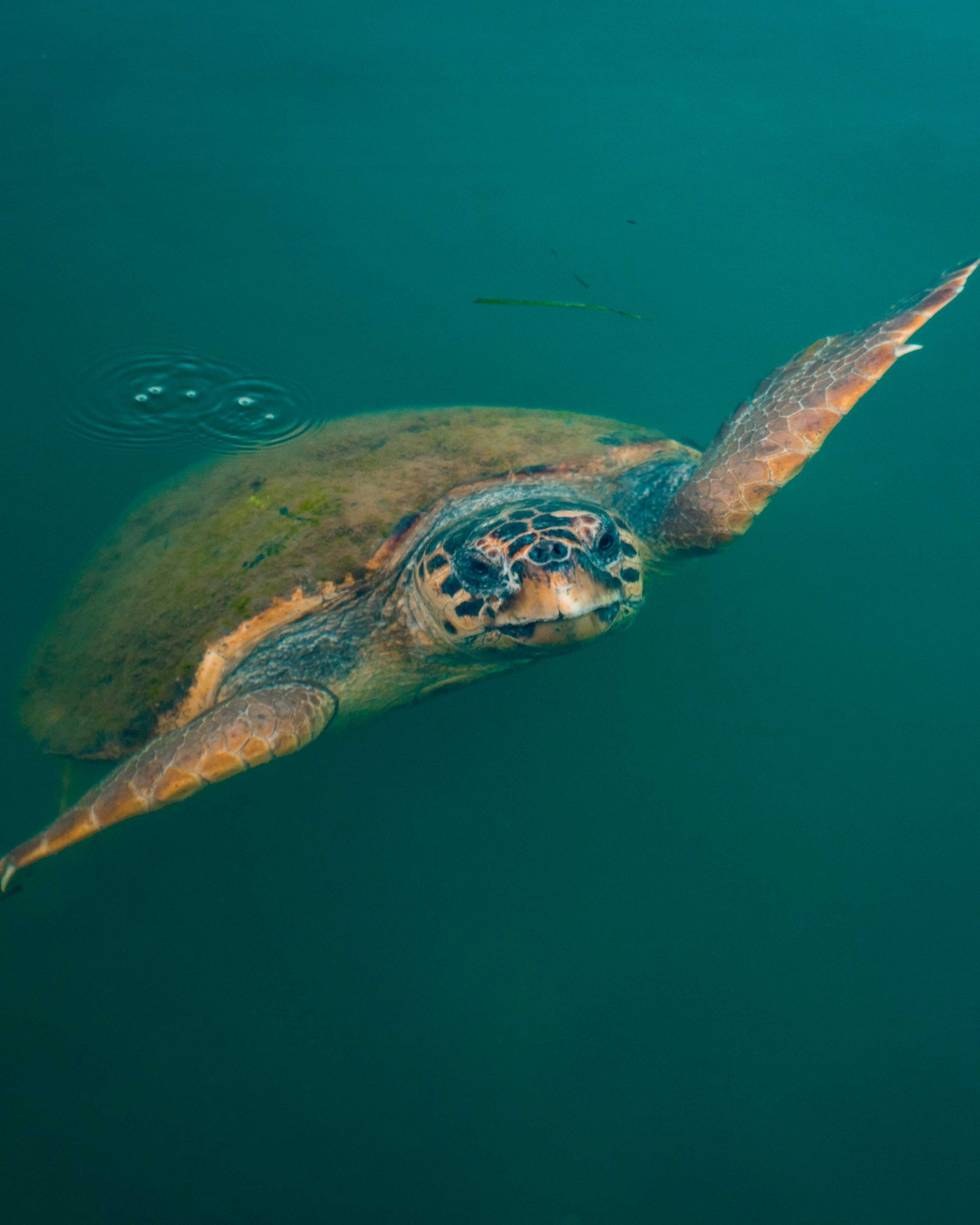 Chondrocephalus sea turtles (Caretta Caretta) in Kefalonia