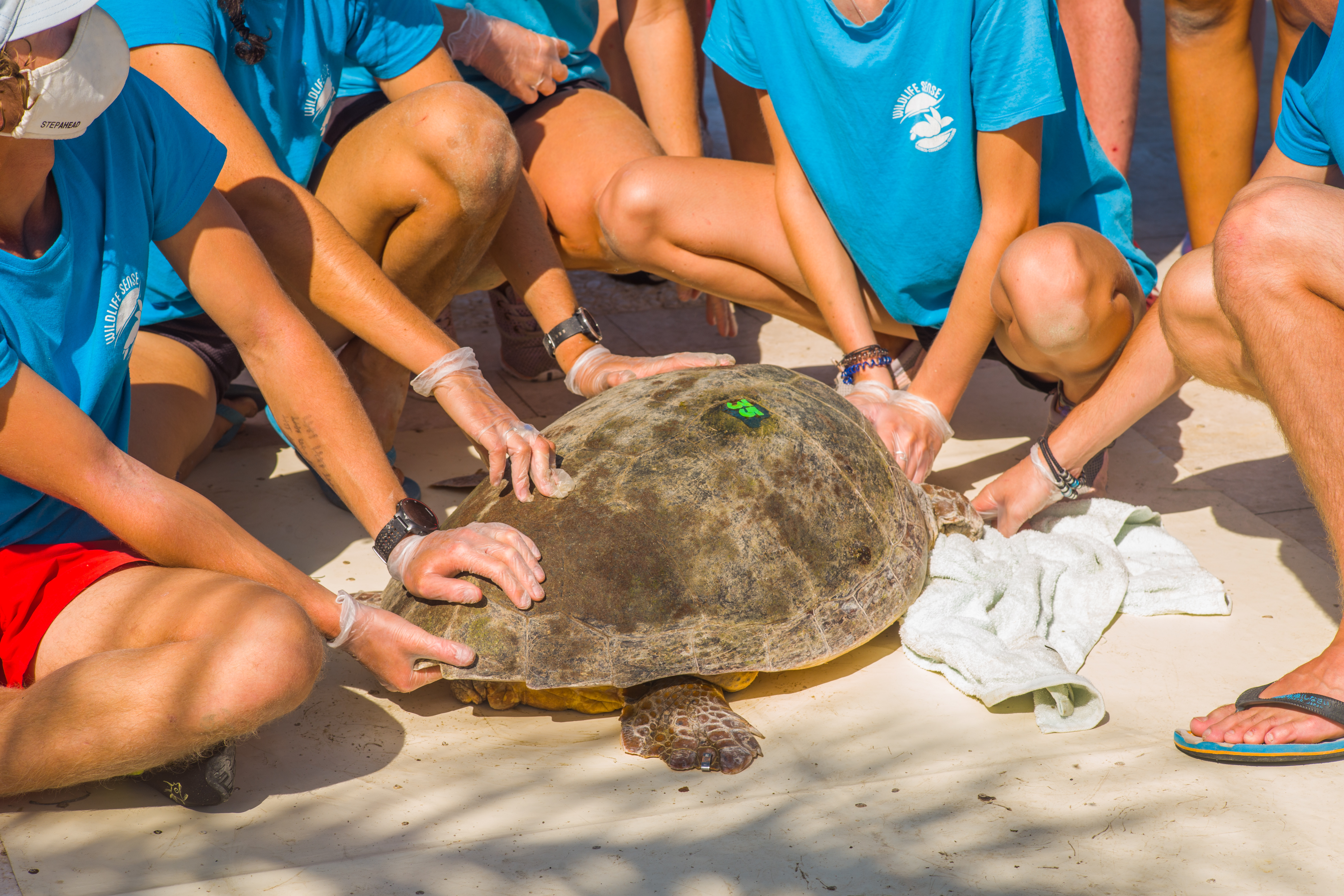 The sea turtles of Kefalonia: A natural treasure and a conservation challenge (by Wildlife Sense)